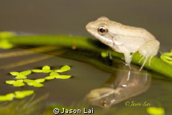Baby Prince
 by Jason Lai 